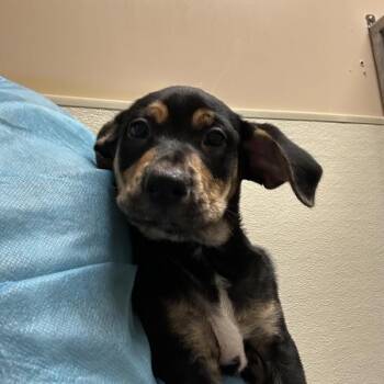 American Staffordshire Terrier Dogs Available for Adoption in Walnut Creek, California - Soup | PetCurious