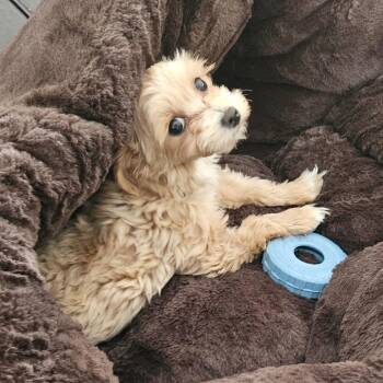 Maltese and Poodle Dogs Available for Adoption - Toeby | PetCurious