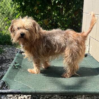 Bella -  Norfolk Terrier and Yorkshire Terrier Dog for Adoption in Birmingham, Alabama - Bella | PetCurious