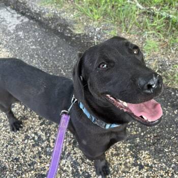 Jetson -  Dachshund and Labrador Retriever Dog for Adoption in Center Point, Texas - Jetson | PetCurious