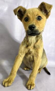 Mountain Cur and Mixed Breed Dogs Available for Adoption in Morton Grove, Illinois - Bunny | PetCurious