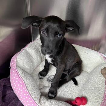 Rescue Terrier Dogs for Adoption in Sunrise, Florida - Ailani | PetCurious