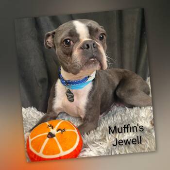 Muffin