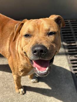 Corderouy -  Pit Bull Terrier Dog for Adoption in Chicago, Illinois - Corderouy | PetCurious