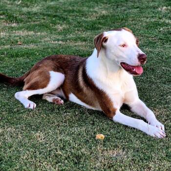 Brittany Spaniel and Labrador Retriever Dogs Available for Adoption in Sheridan, Arkansas - Lana | PetCurious