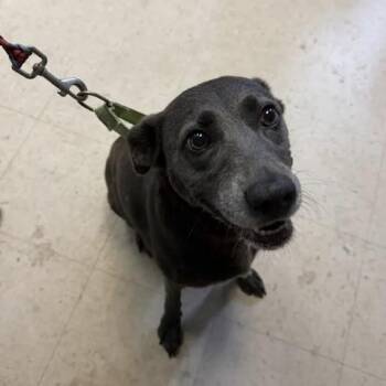 Belladonna -  Blue Lacy and Labrador Retriever Dog for Adoption in Austin, Texas - Belladonna | PetCurious