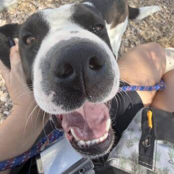 Magnolia -  Shar Pei and Pit Bull Terrier Dog for Adoption in Grand Junction, Colorado - Magnolia | PetCurious