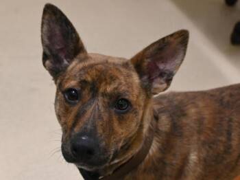 Pit Bull Terrier and Terrier Dogs Available for Adoption - Joy | PetCurious