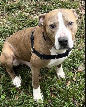 Rescue Pit Bull Terrier Dogs for Adoption in Lake Wylie, South Carolina - Argo | PetCurious