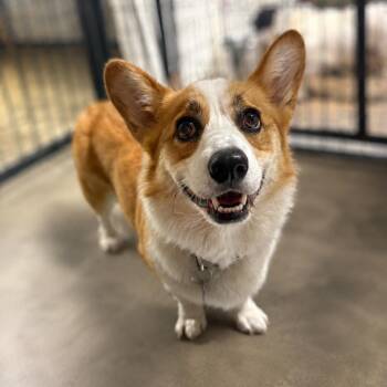 Dorset -  Corgi Dog for Adoption in Wappingers Falls, New York - Dorset | PetCurious