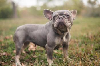 Rescue French Bulldog Dogs for Adoption in Gradyville, Kentucky - Chanel | PetCurious