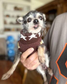 Chihuahua Dogs Available for Adoption - *Loofah Egypt | PetCurious