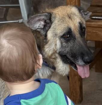 German Shepherd Dog Dogs Available for Adoption in Cary, North Carolina - Bella | PetCurious