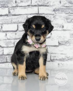Bernadette -  Labrador Retriever and Retriever Dog for Adoption in Tuscaloosa, Alabama - Bernadette | PetCurious