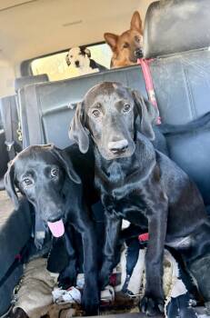 Scout -  Black Labrador Retriever Dog for Adoption in Concord, California - Scout | PetCurious