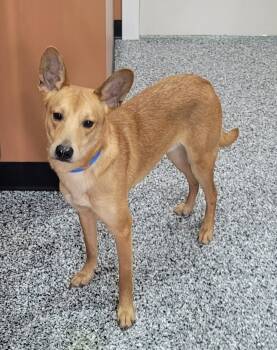 Smooth Collie Dogs Available for Adoption in Catlettsburg, Kentucky - Jermaine | PetCurious