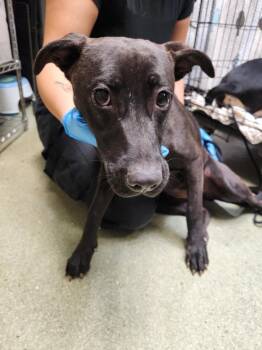 Labrador Retriever and Mixed Breed Dogs Available for Adoption - POE | PetCurious