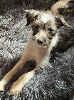 Chit -  Yorkshire Terrier Dog for Adoption in Silsbee, Texas - Chit | PetCurious