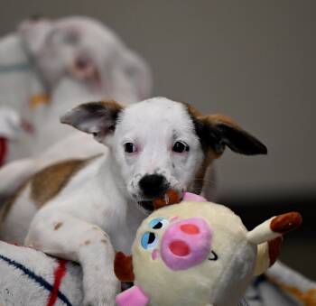 Australian Cattle Dog Blue Heeler and Terrier Dogs Available for Adoption - Bardot From The *B* Litter!  | PetCurious