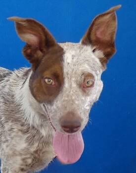 LACEY -  Pointer Dog for Adoption in Pasadena, California - LACEY | PetCurious