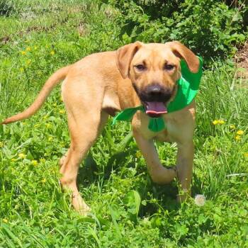 Abner -  Black Mouth Cur Dog for Adoption in Wadena, Minnesota - Abner | PetCurious