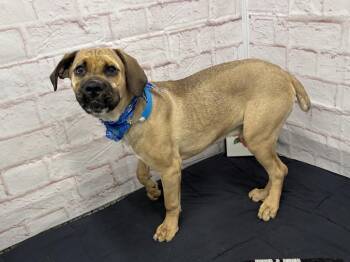 Black Mouth Cur and Cane Corso Dogs Available for Adoption in Detroit, Michigan - Lupine | PetCurious