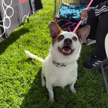 Rescue Cattle Dog Dogs for Adoption in San Jacinto, California - Bill | PetCurious