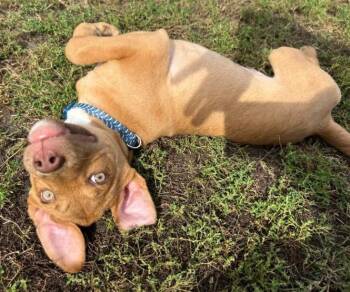 Rescue Pit Bull Terrier and Australian Shepherd Dogs for Adoption in Waverly, Iowa - Jake **PUPPY** | PetCurious