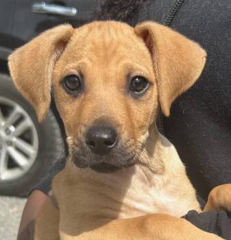 Mixed Breed Dogs Available for Adoption - Tabi | PetCurious