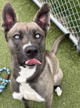 Olympian -  Siberian Husky and Shepherd Dog for Adoption in Fishers, Indiana - Olympian | PetCurious