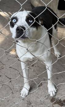 Milo 2 -  Pit Bull Terrier and Australian Shepherd Dog for Adoption in Saint Clairsville, Ohio - Milo 2 | PetCurious