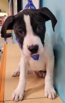 Rescue Labrador Retriever and Terrier Dogs for Adoption in Houston, Texas - Toby | PetCurious