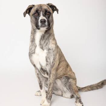 Sassy -  Mixed Breed Dog for Adoption in Leander, Texas - Sassy | PetCurious