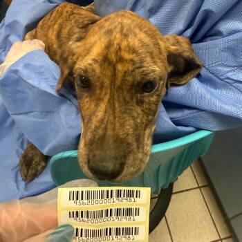 Cinder -  Mixed Breed Dog for Adoption in Springboro, Ohio - Cinder | PetCurious