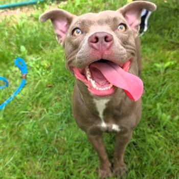 Karma -  Pit Bull Terrier Dog for Adoption in Michigan City, Indiana - Karma | PetCurious