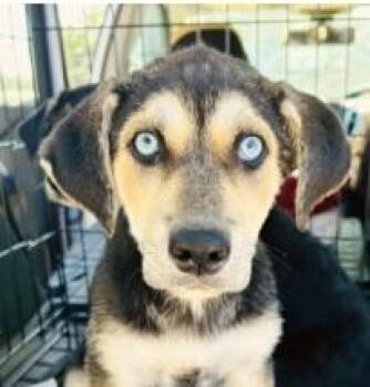 Airedale Terrier and Labrador Retriever Dogs Available for Adoption in Boulder, Colorado - Ellie | PetCurious