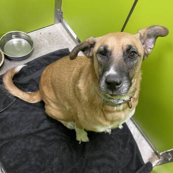 SPWA-Stray-149280 "Abby" -  Belgian Shepherd Malinois and Black Mouth Cur Dog for Adoption in Spokane, Washington - SPWA-Stray-149280 "Abby" | PetCurious