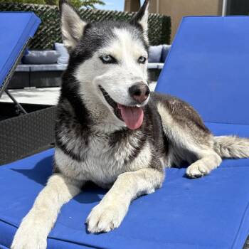 Bella -  Siberian Husky Dog for Adoption in Los Angeles, California - Bella | PetCurious