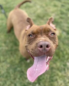 Rescue Pit Bull Terrier Dogs for Adoption in Eagle, Idaho - Roxy **Courtesy Post. Out Of Town Pet. See Below For Details** | PetCurious