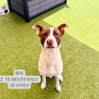 Pit Bull Terrier Dogs Available for Adoption - Iris | PetCurious