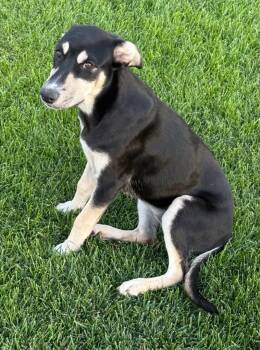 Jules -  Shepherd Dog for Adoption in Millcreek, Utah - Jules | PetCurious