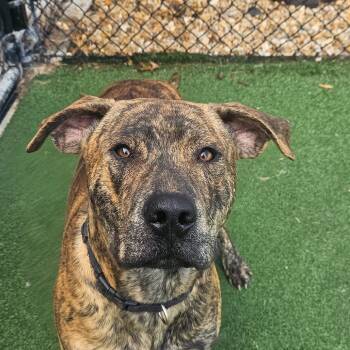 Rescue Pit Bull Terrier and Labrador Retriever Dogs for Adoption in Chatham, Virginia - Biggie | PetCurious