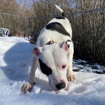 Pit Bull Terrier and Mixed Breed Dogs Available for Adoption - Pippa | PetCurious