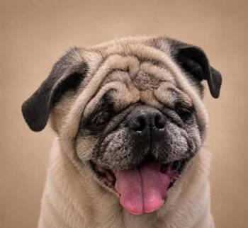 Pug Dogs Available for Adoption in Newport, Kentucky - Melvin | PetCurious