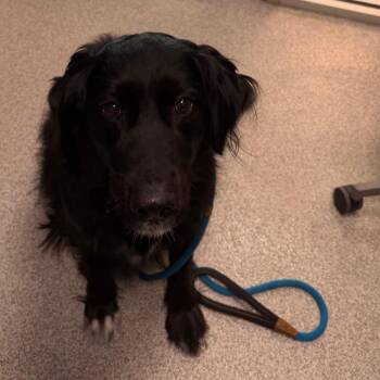 Hobbs -  Black Labrador Retriever and Collie Dog for Adoption in Englewood, Florida - Hobbs | PetCurious