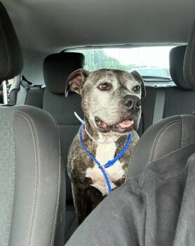 Zelda -  Staffordshire Bull Terrier Dog for Adoption in Portland, Oregon - Zelda | PetCurious