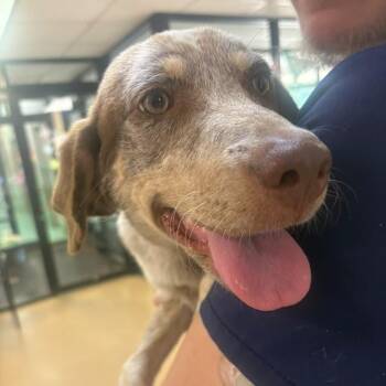 Myrtle -  Mixed Breed Dog for Adoption in Gadsden, Alabama - Myrtle | PetCurious