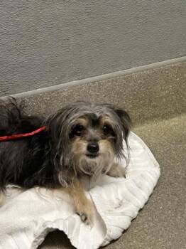 Yorkshire Terrier Dogs Available for Adoption in Las Vegas, Nevada - NATTY | PetCurious
