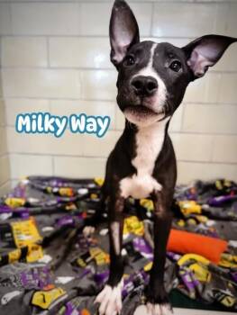 Rescue Mixed Breed Dogs for Adoption in Effingham, Illinois - Milky Way | PetCurious