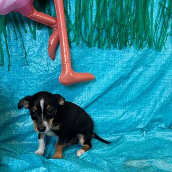 Matteo -  Chihuahua Dog for Adoption in Fresno, California - Matteo | PetCurious